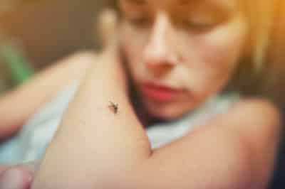 Mosquito Bite