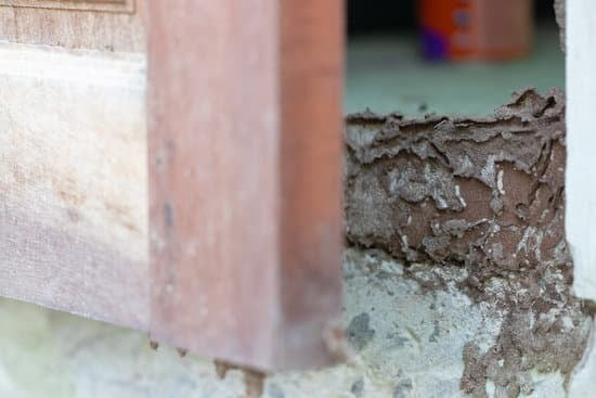 Termite brakes door