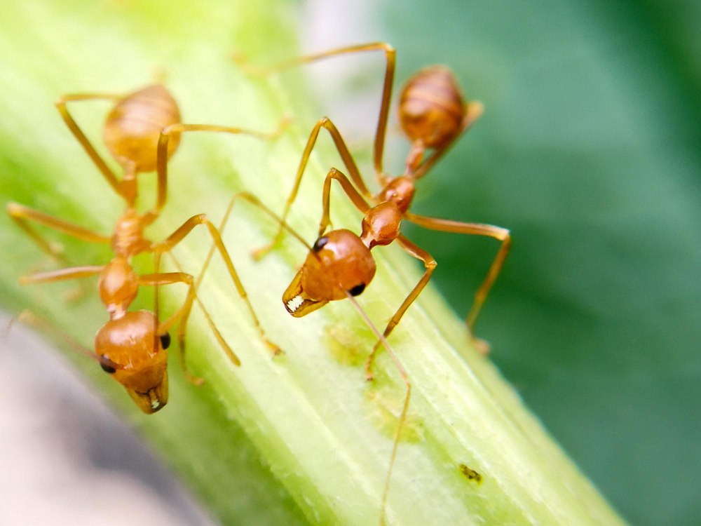 Pest Control Services in Hyderabd|Pest Control Services in Hyderabad