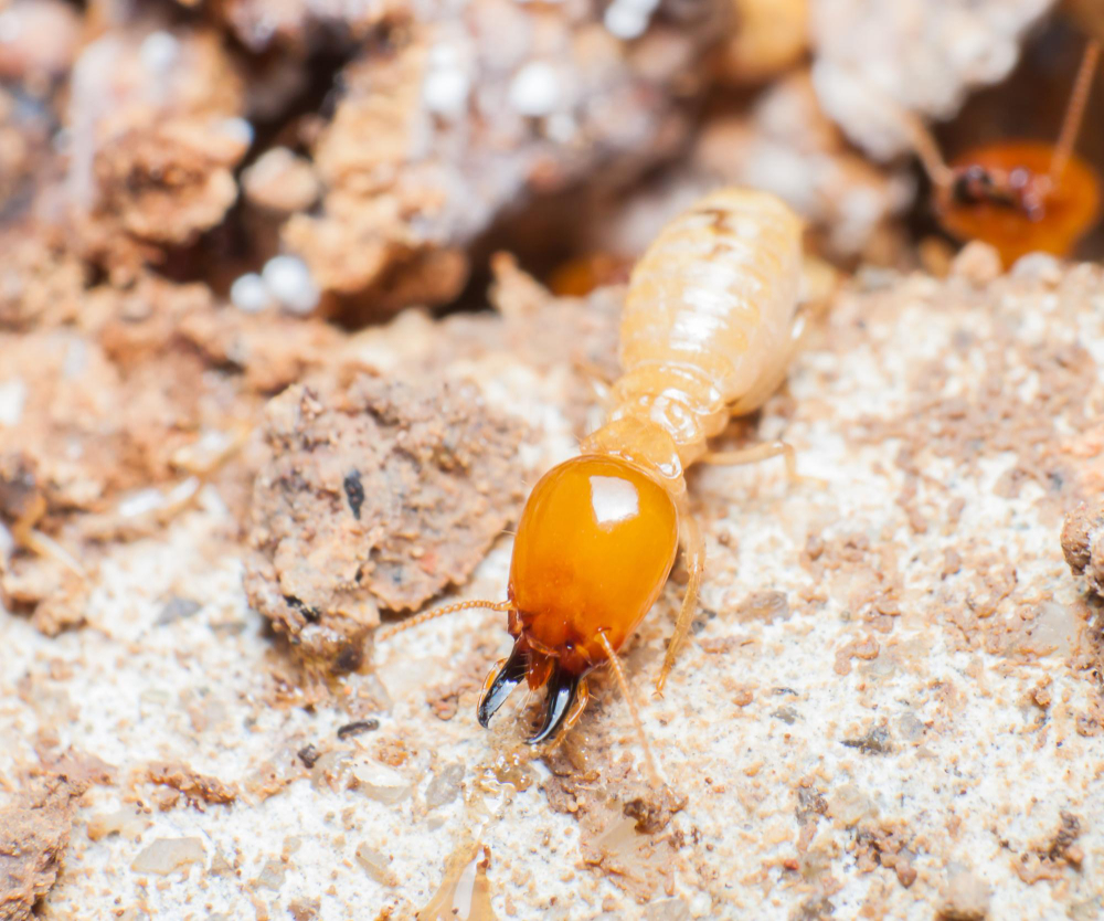 Pest Control Services in Hyderabd|Termite Control Services in Hyderabad