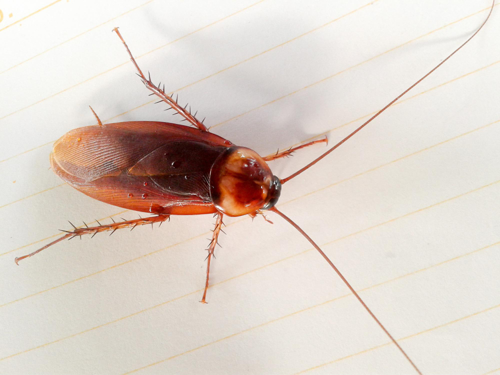 Pest Control Services in Hyderabd|Pest Control Services in Hyderabad